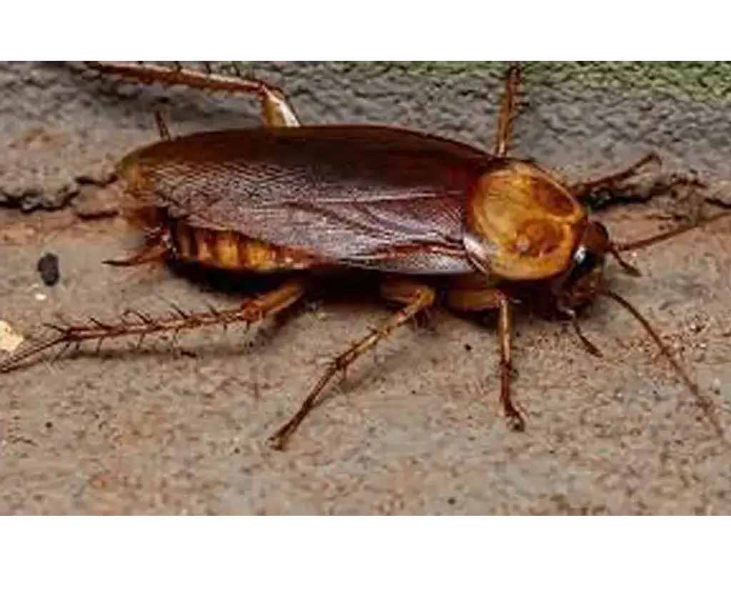 American-Cockroaches