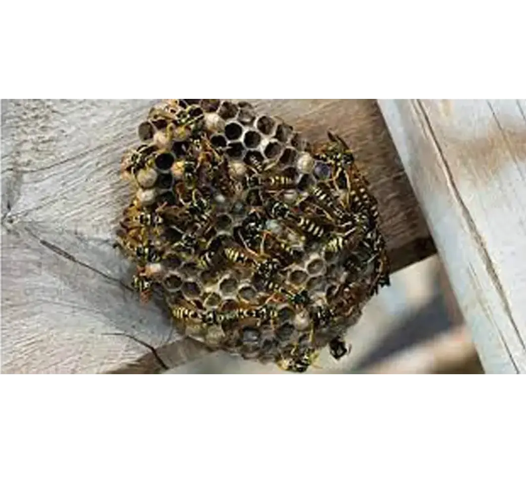 Bees-and-wasps