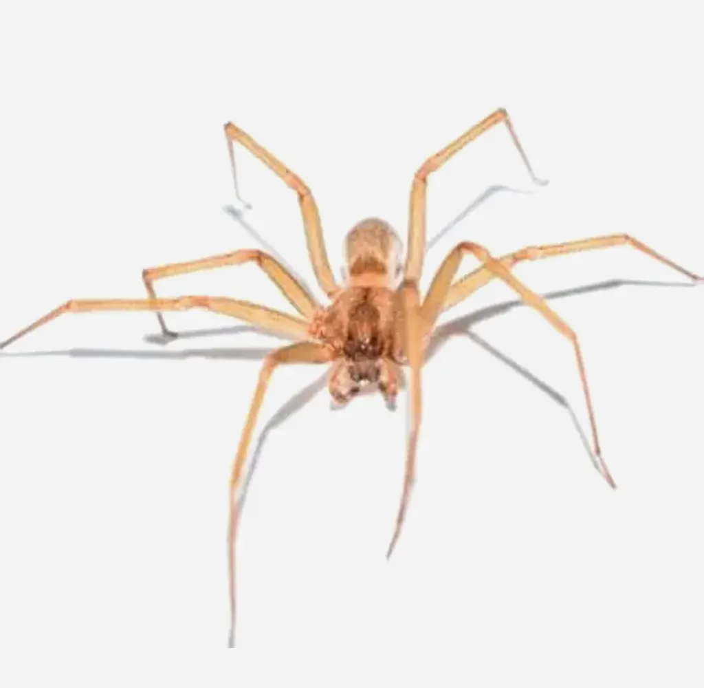 Brown-Recluse-Spiders
