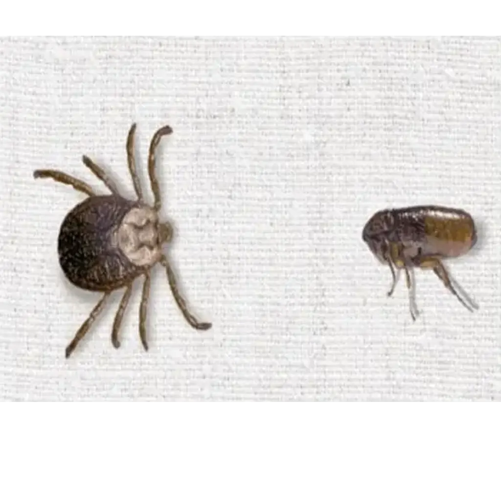 Fleas-And-Ticks-Control