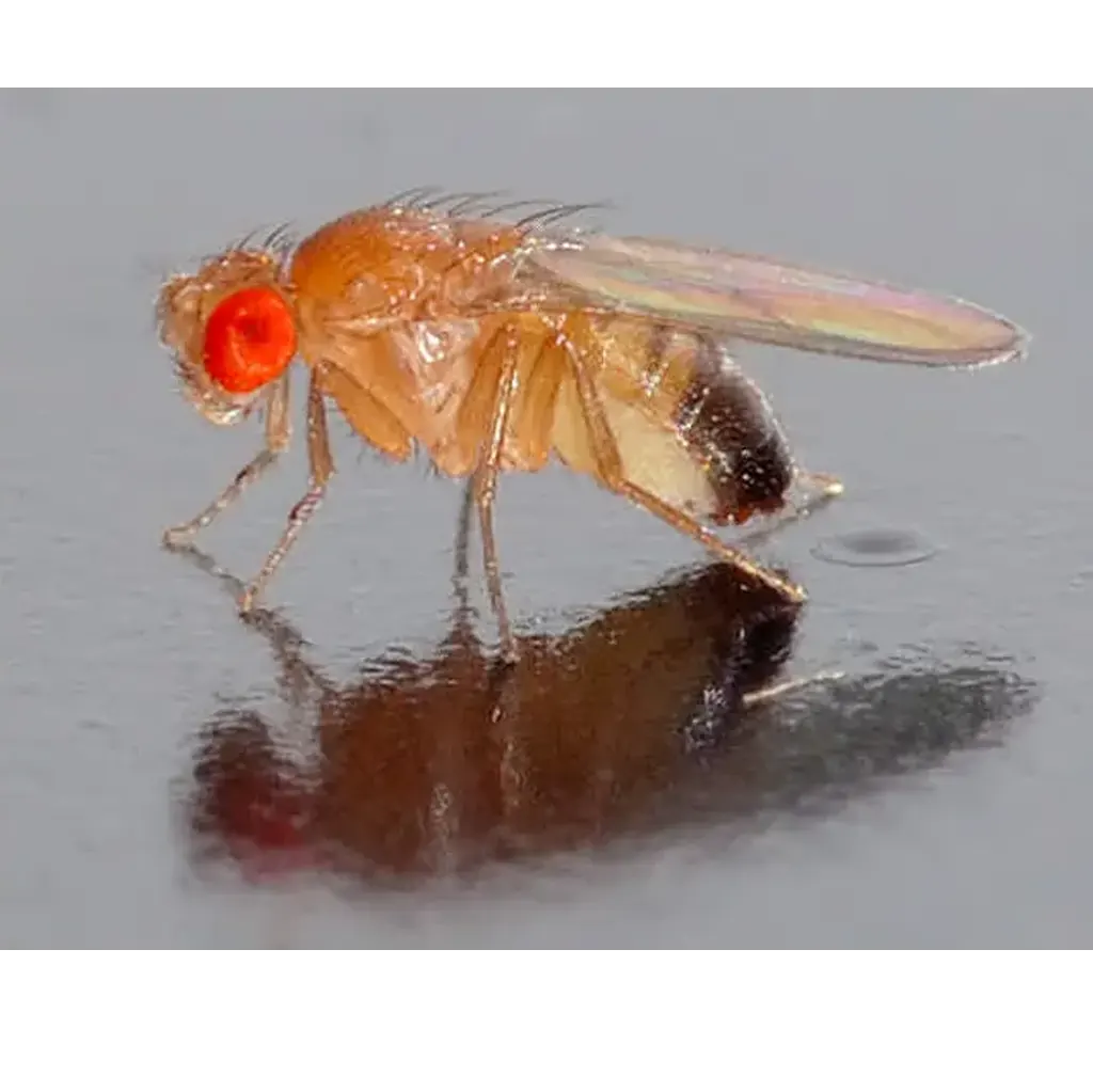 Fruit-Flies
