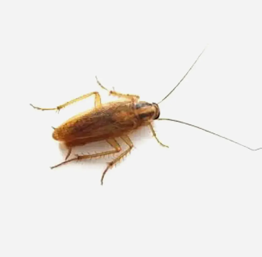 German-Cockroaches