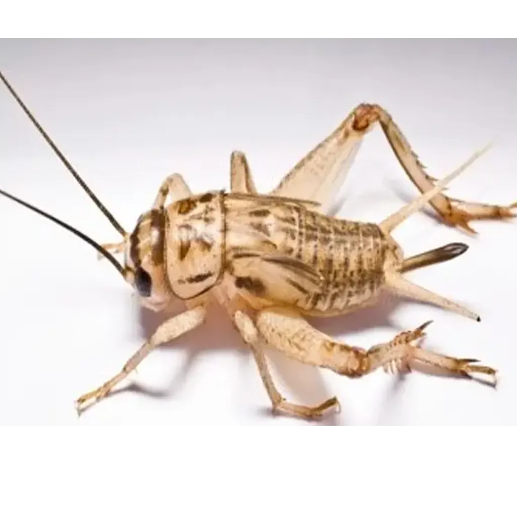 House-Crickets
