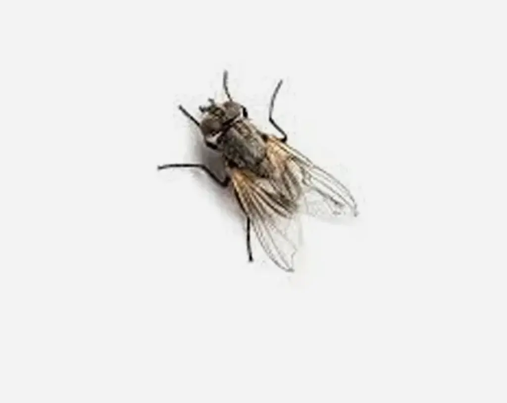 House-Flies