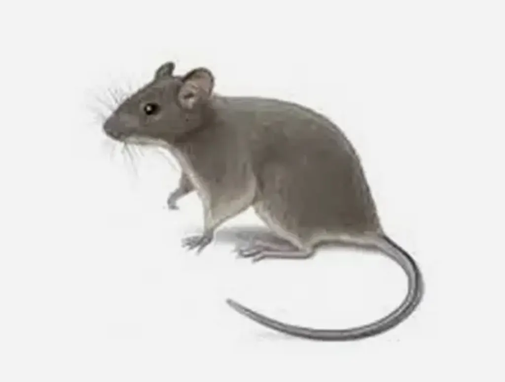 House-Mice