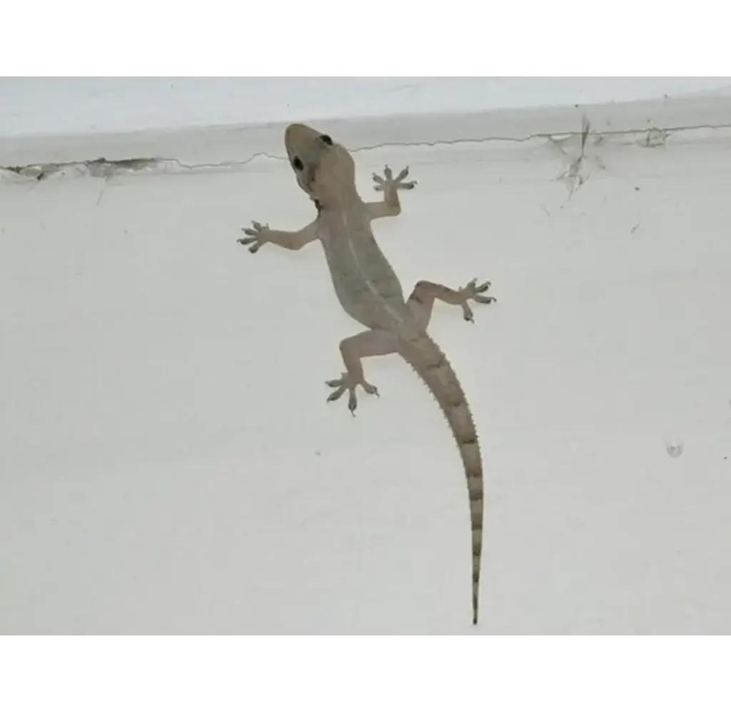 Lizards-Control