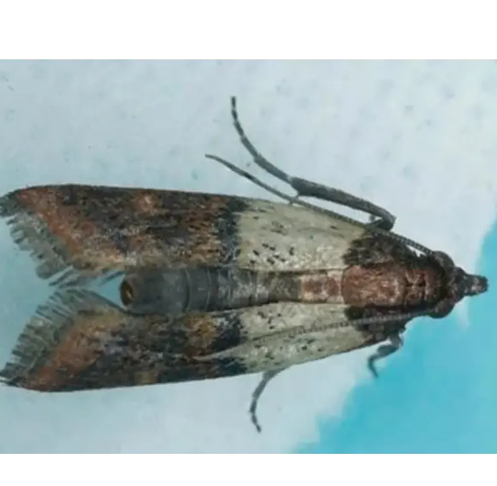 Meal-Moths