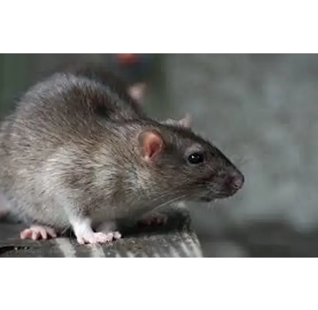 Norway-Rats