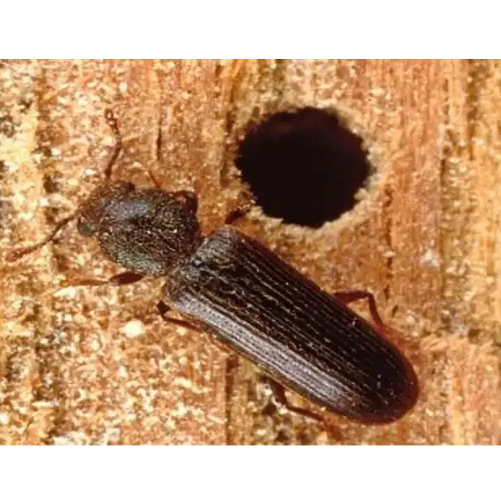Powderpost-Beetles