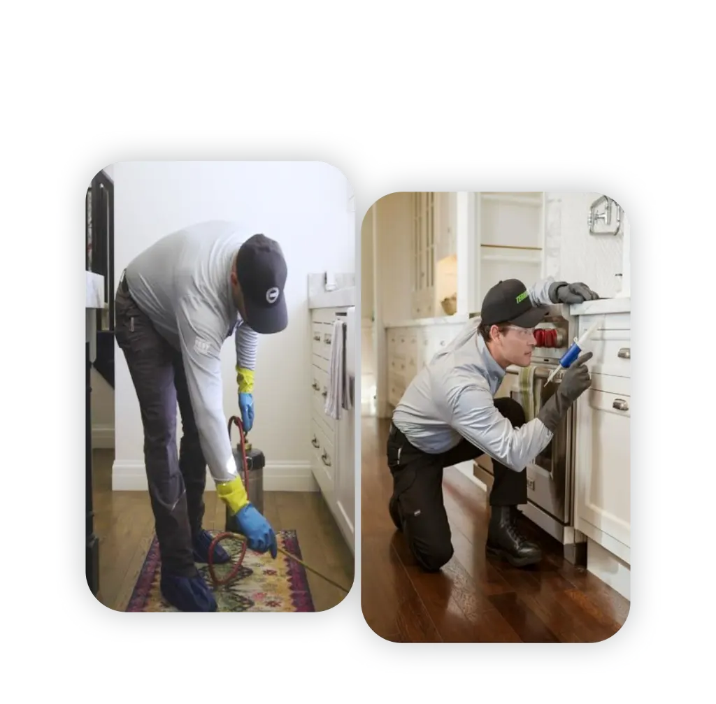 Residential-Pest-Control