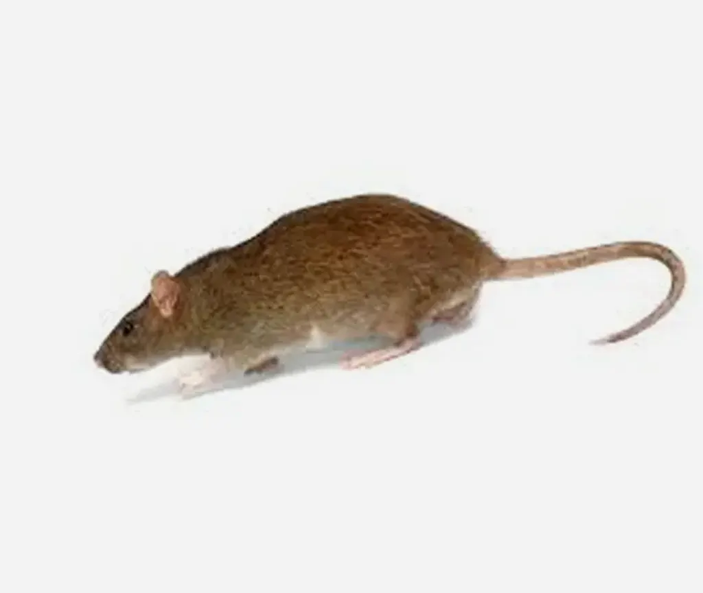 Roof-Rats