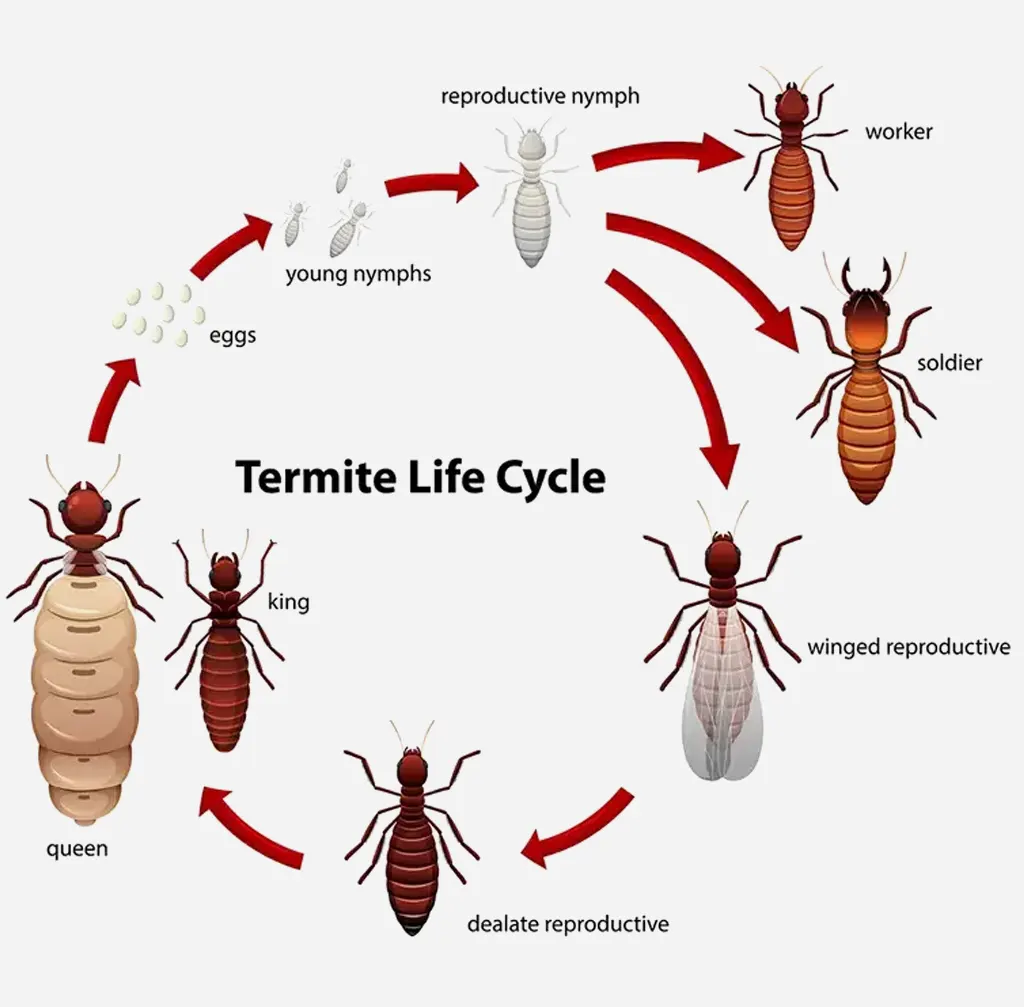 S-Termite-Control