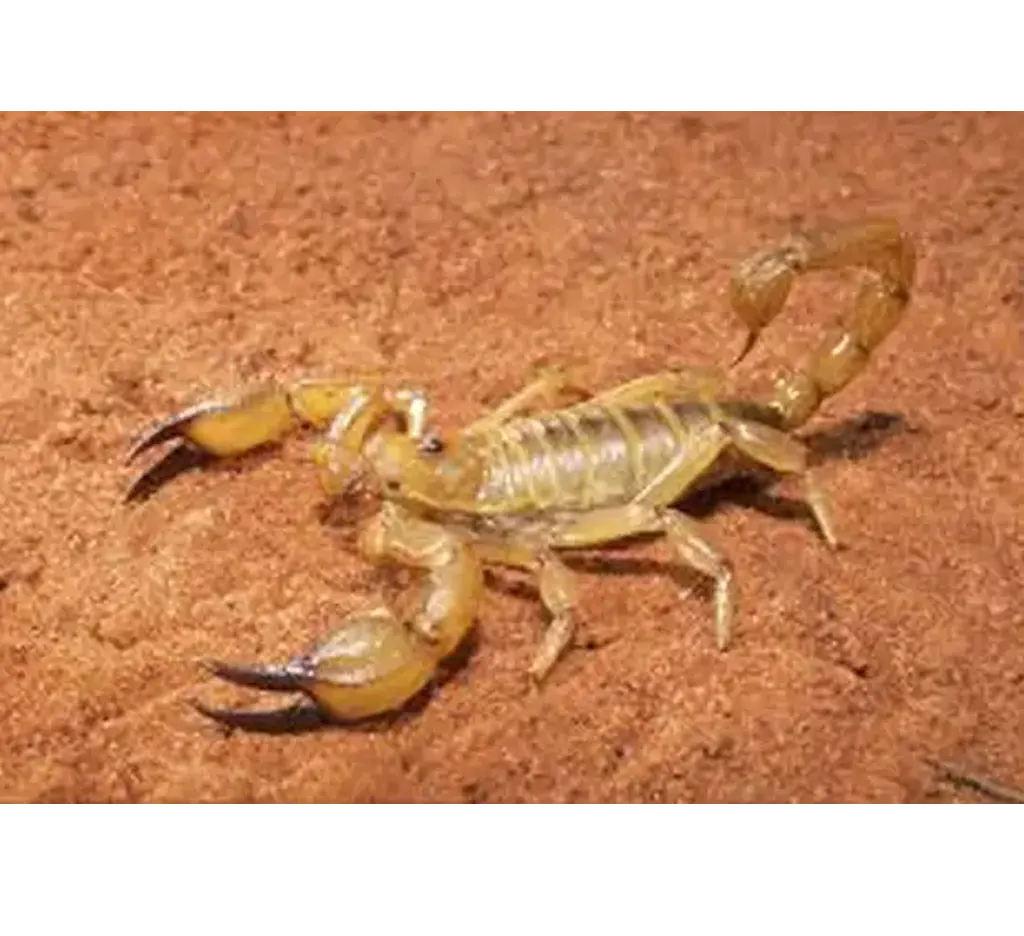 Scorpions-Control