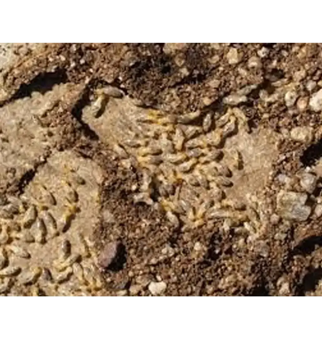 Subterranean-Termites