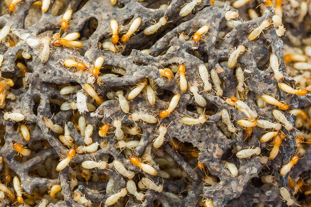 Termite-Control