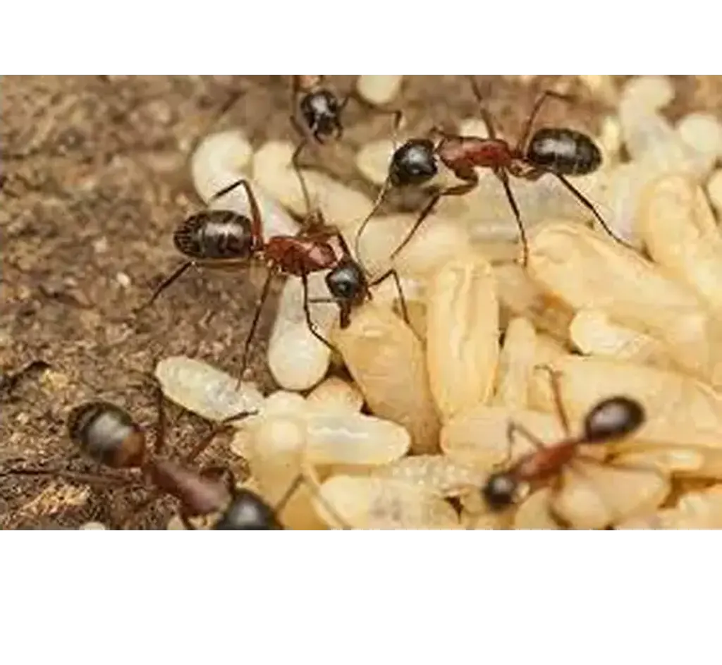 ant-control