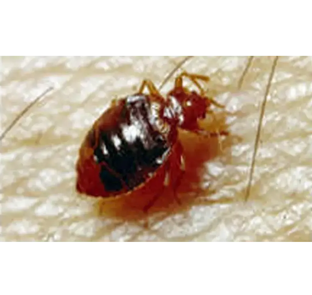 bedbugs