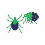 Fleas-Control