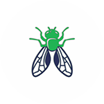 House-Flies